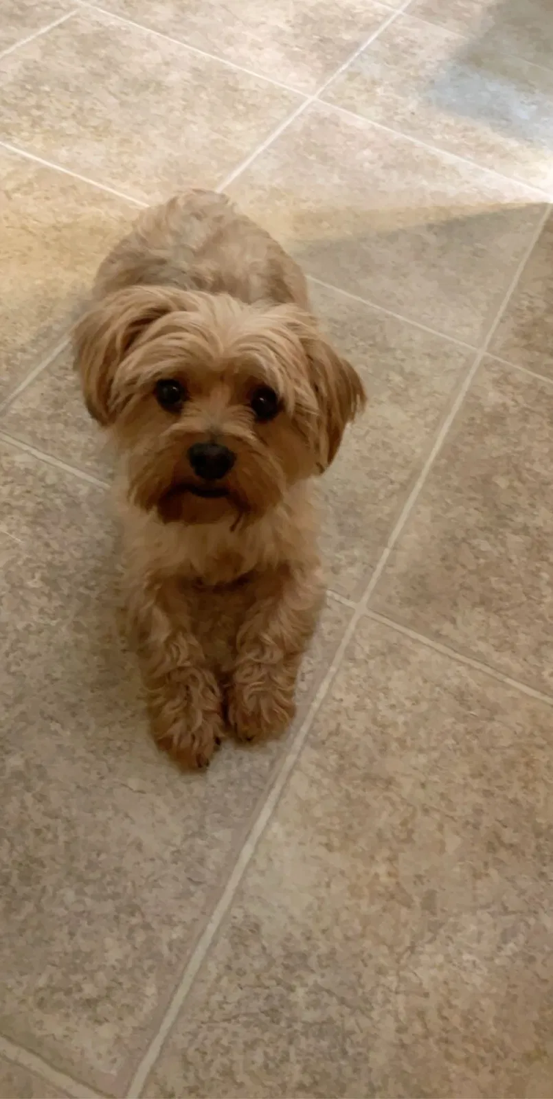Lost dog in Orlando, FL, 32833