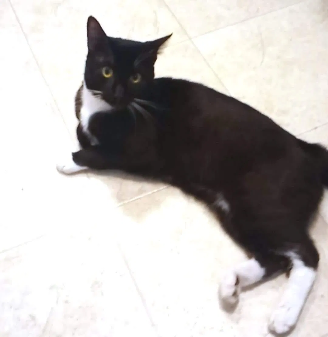 Lost cat in Port Orchard, WA, 98366