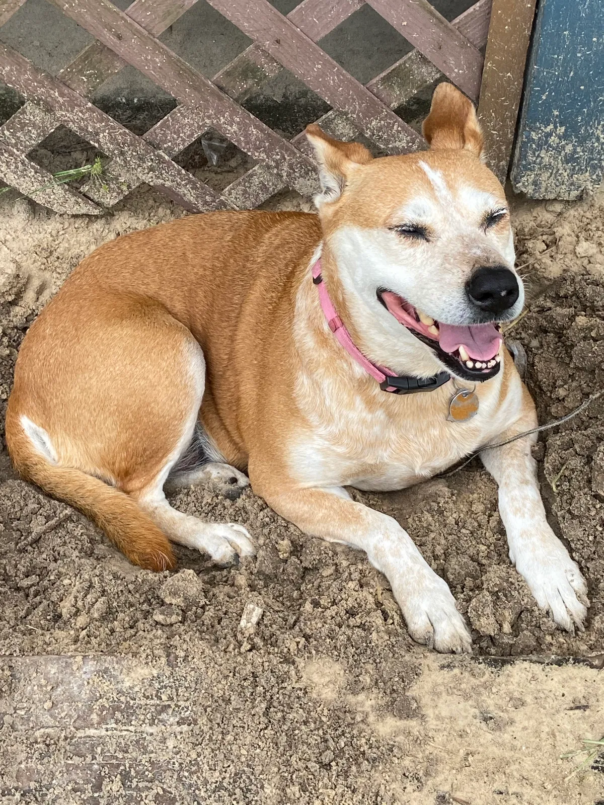 Lost dog in Brooksville, FL, 34613