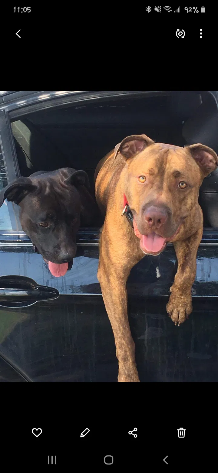 Lost dog in Fayetteville, NC, 28311