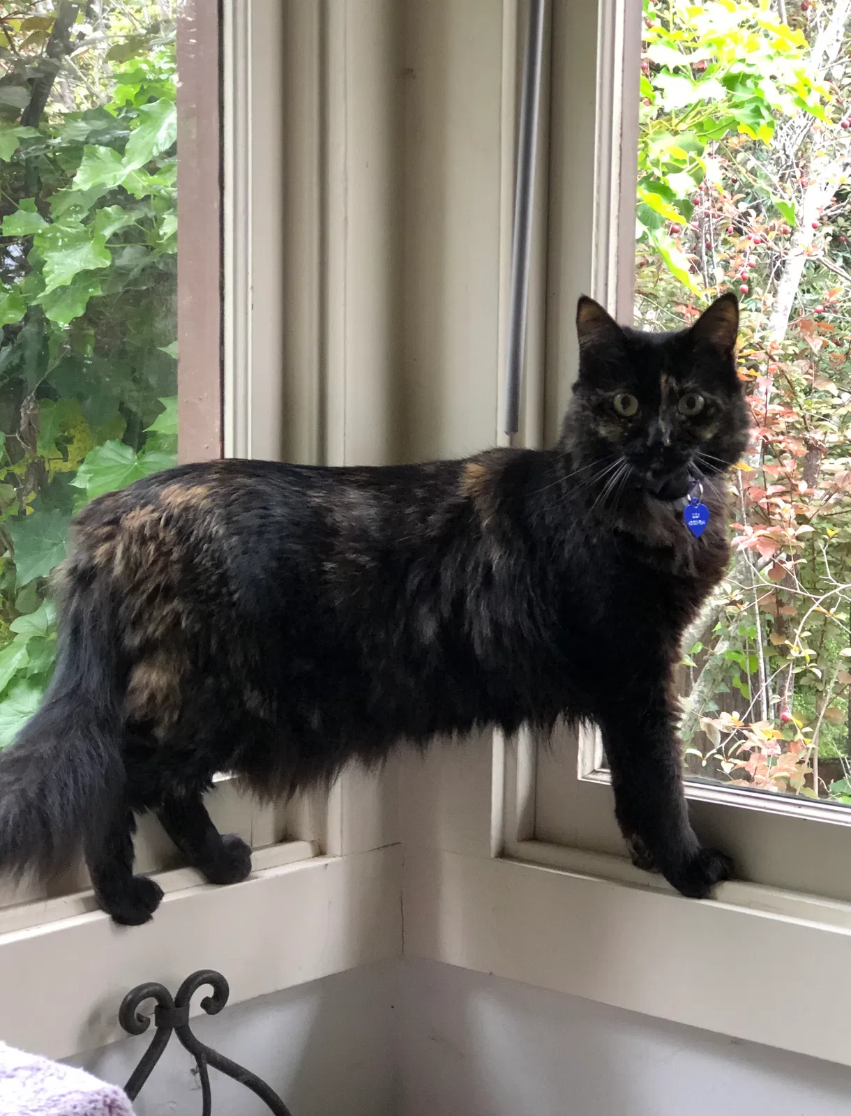 Lost cat in Eugene, OR, 97401