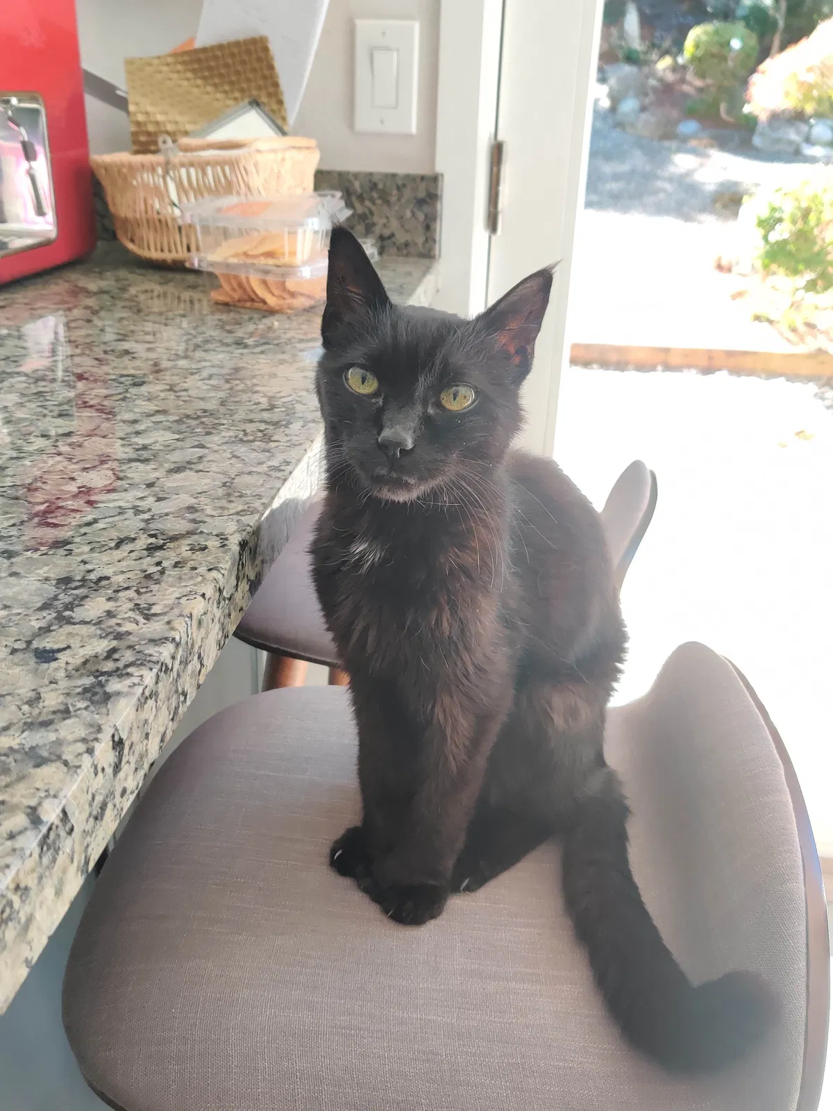 Lost cat in Bellevue, WA, 98008
