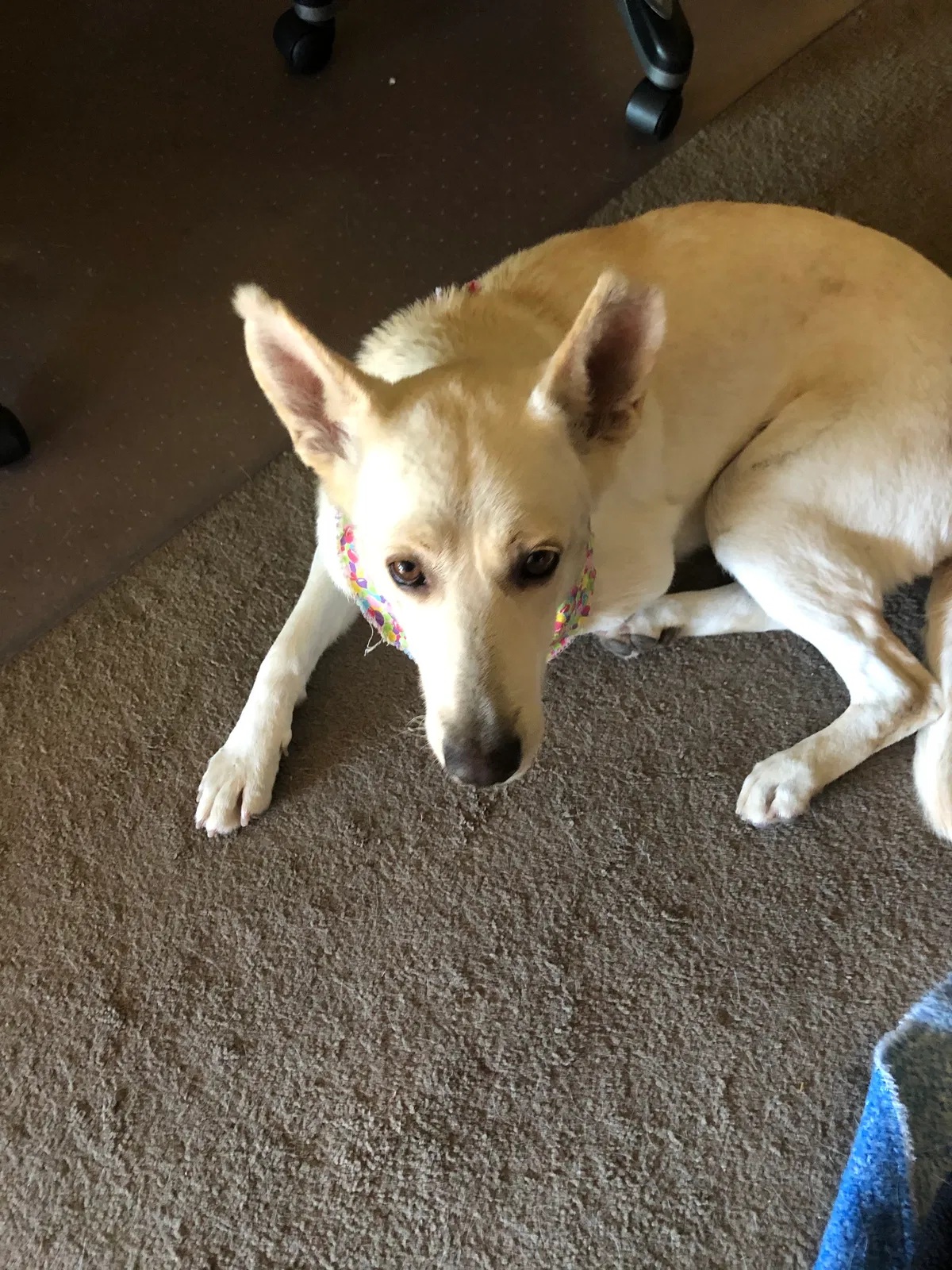 Lost dog in Riverside, CA, 92504