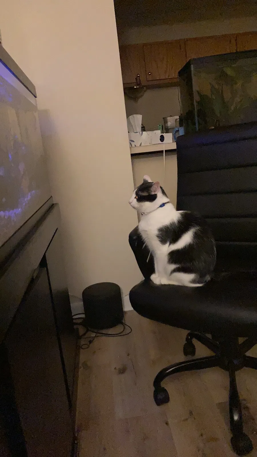 Lost cat in Dalton, GA, 30720