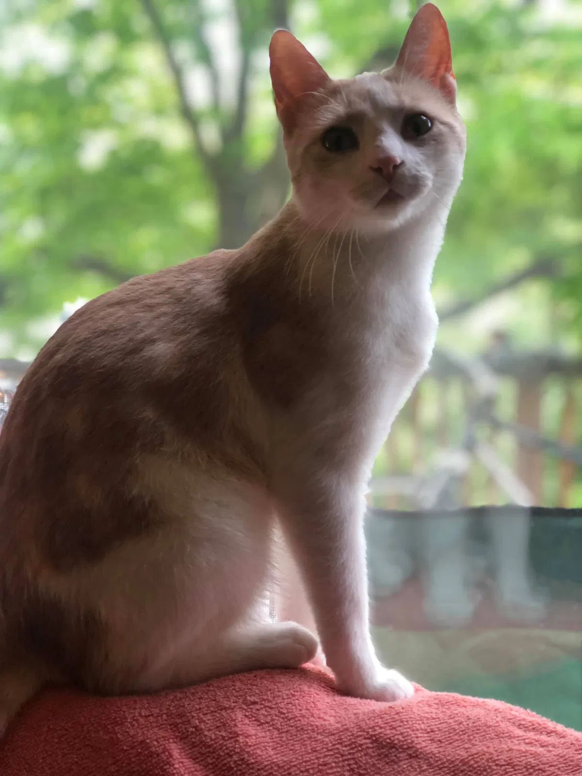 Lost cat in Bloomington, IN, 47401