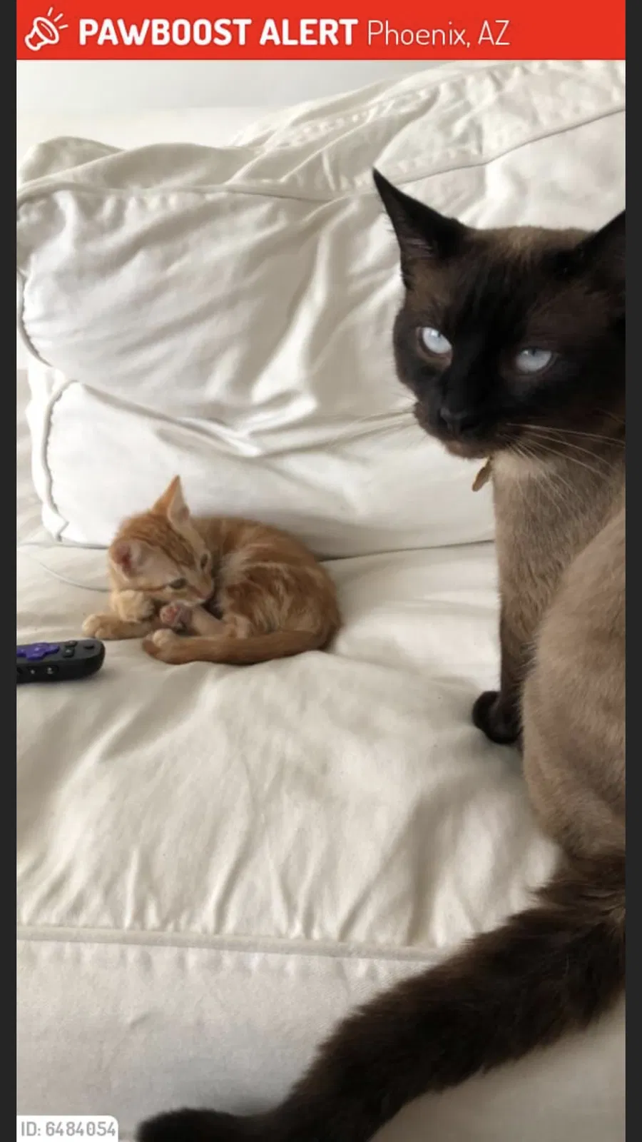 Lost cat in Phoenix, AZ, 85015