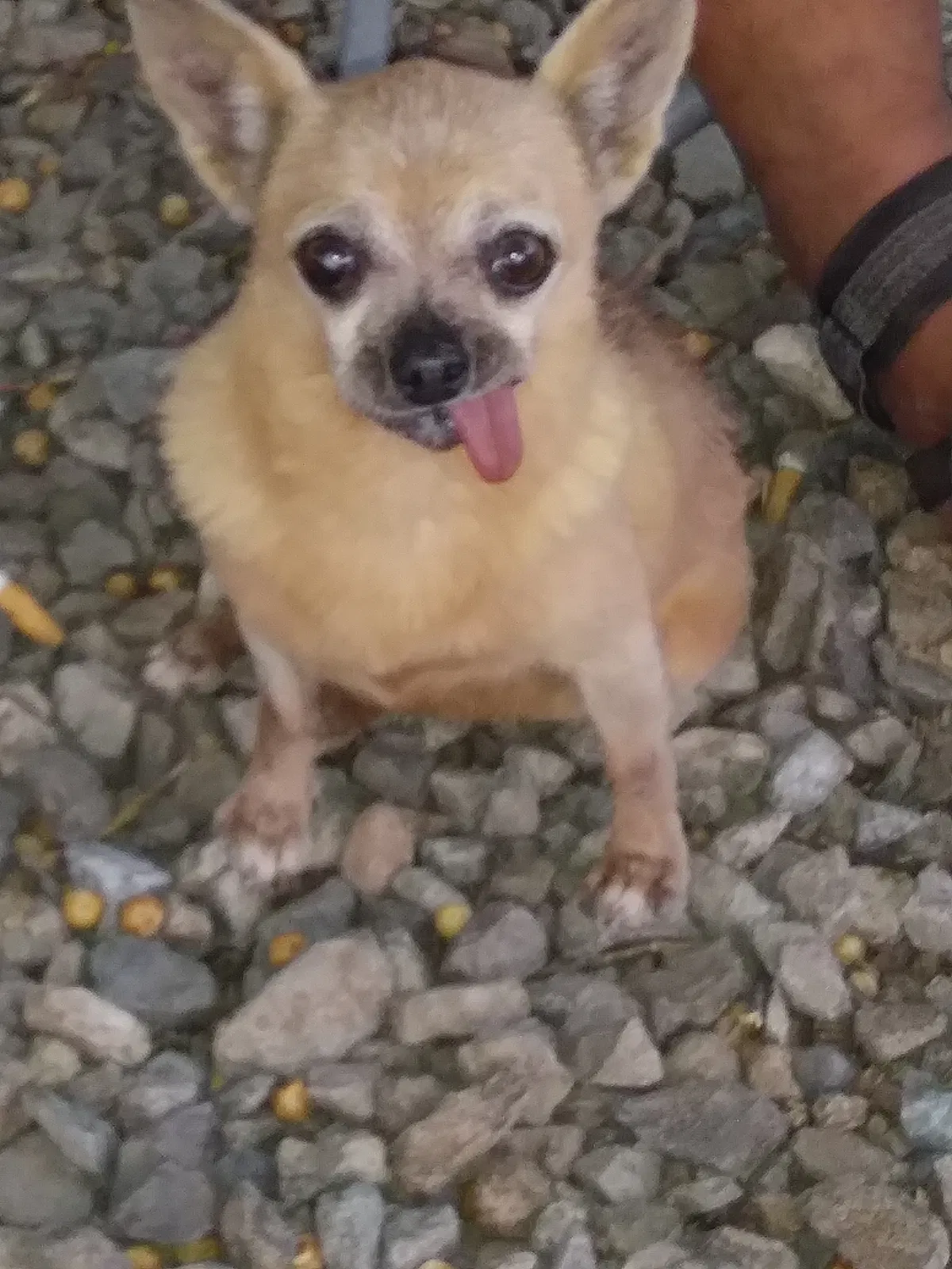 Lost dog in Hesperia, CA, 92345