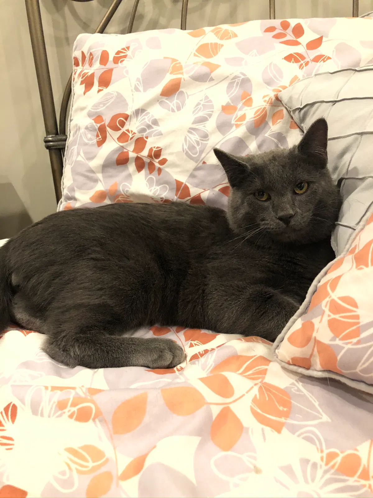 Lost cat in Eagle Mountain, UT, 84005