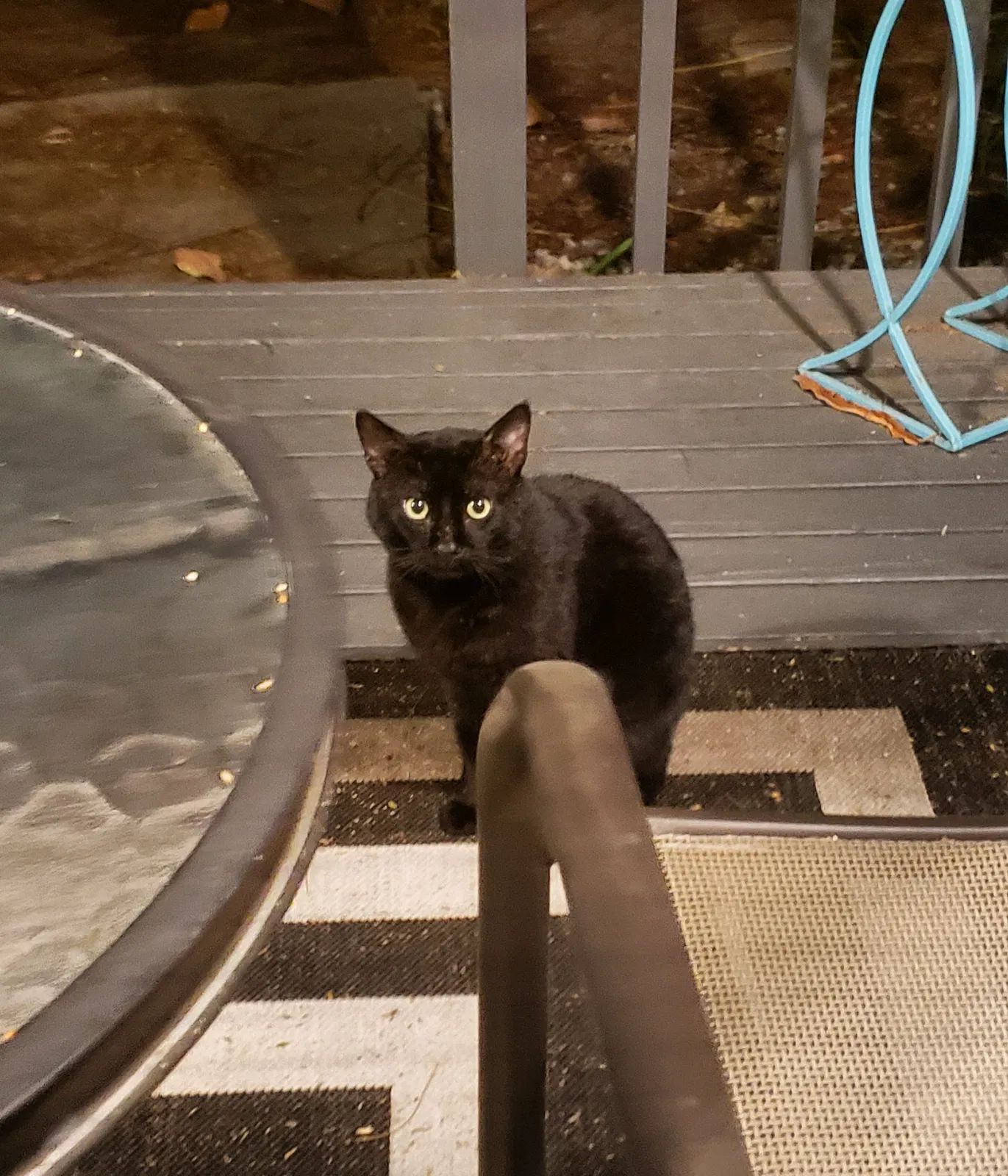 Lost cat in San Diego, CA, 92111