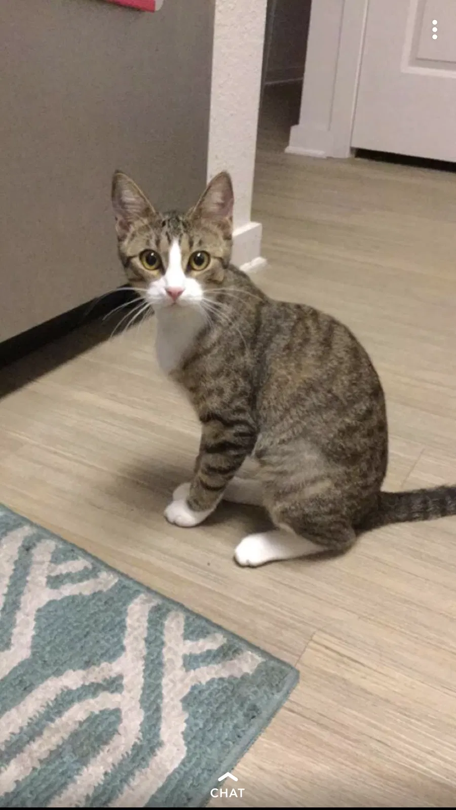 Lost cat in Roseville, CA, 95661