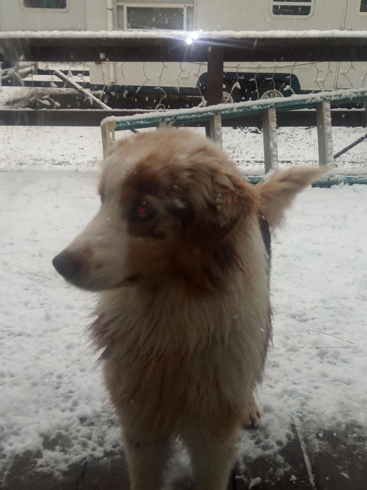 Lost dog in Rome, GA, 30165