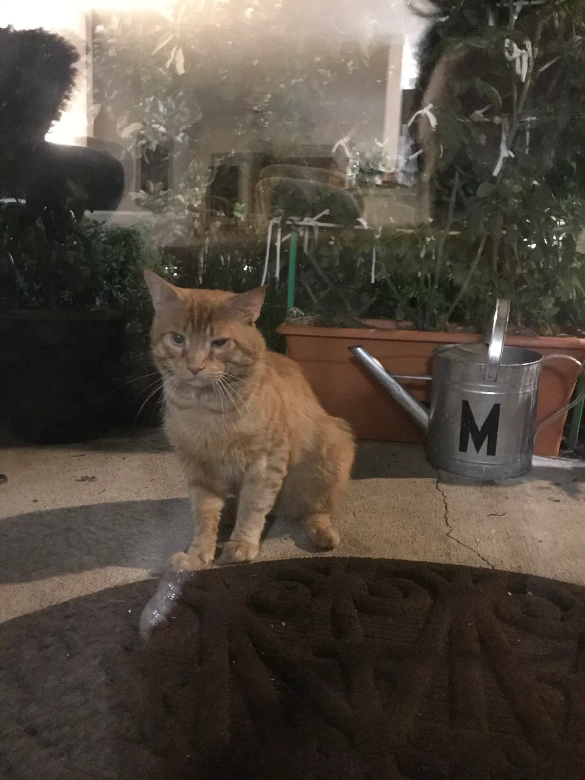 Lost cat in North Royalton, OH, 44133