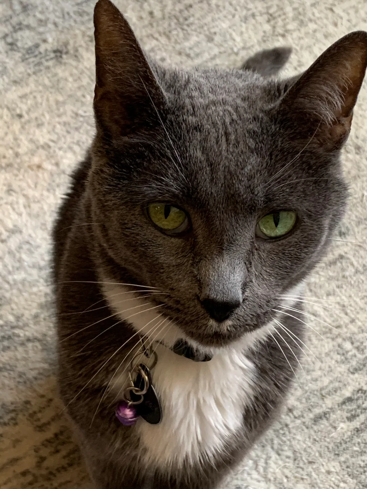Lost cat in Fort Mill, SC, 29708