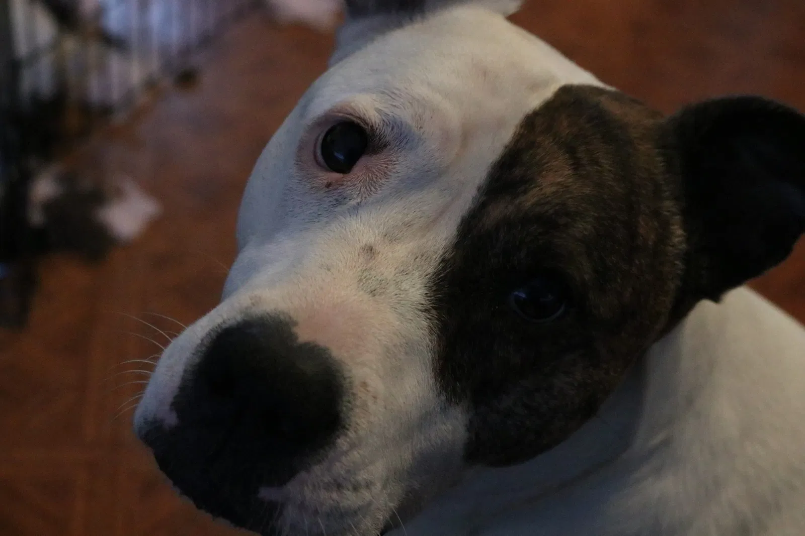 Lost dog in Carmichael, CA, 95608
