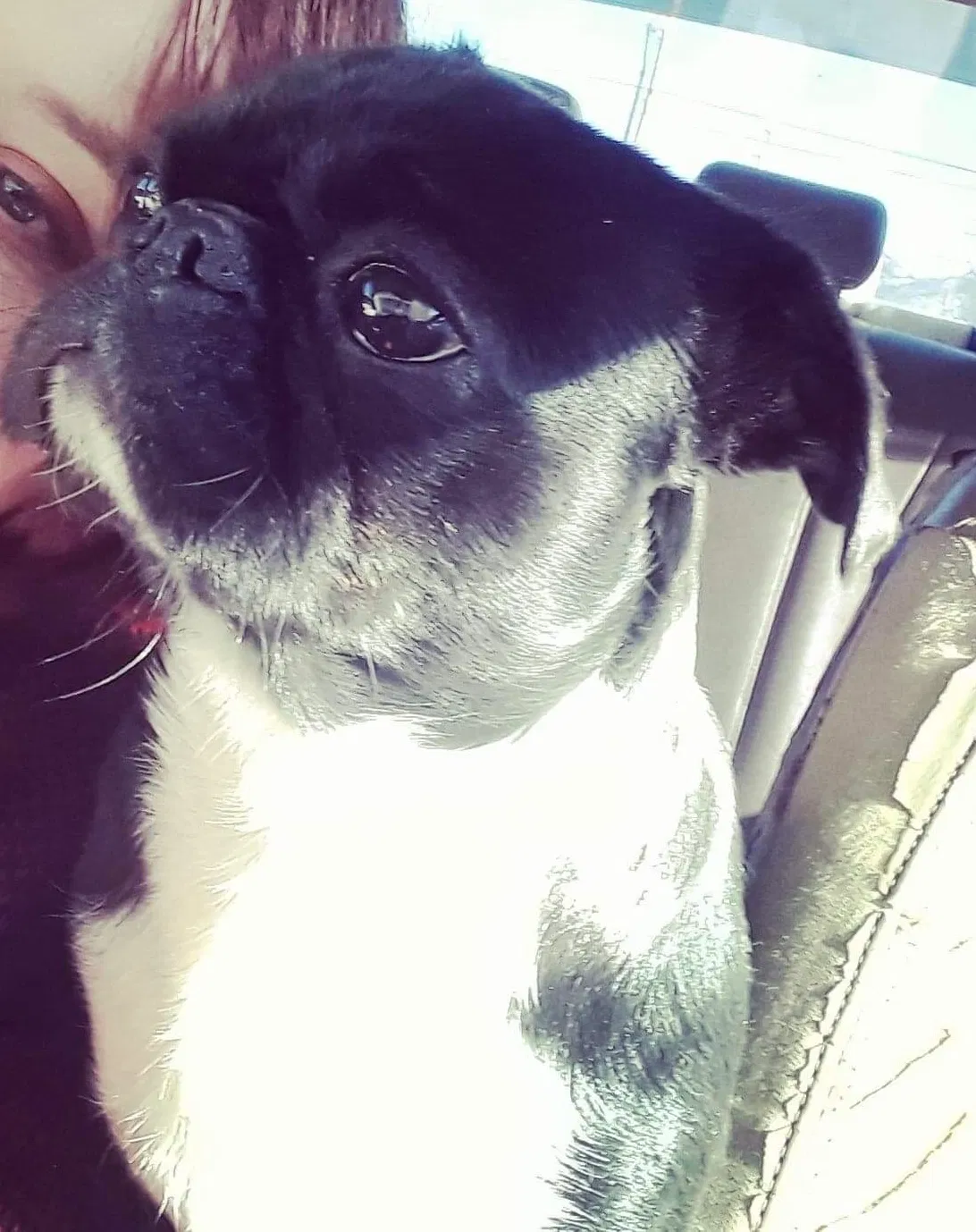 Lost dog in Albuquerque, NM, 87111