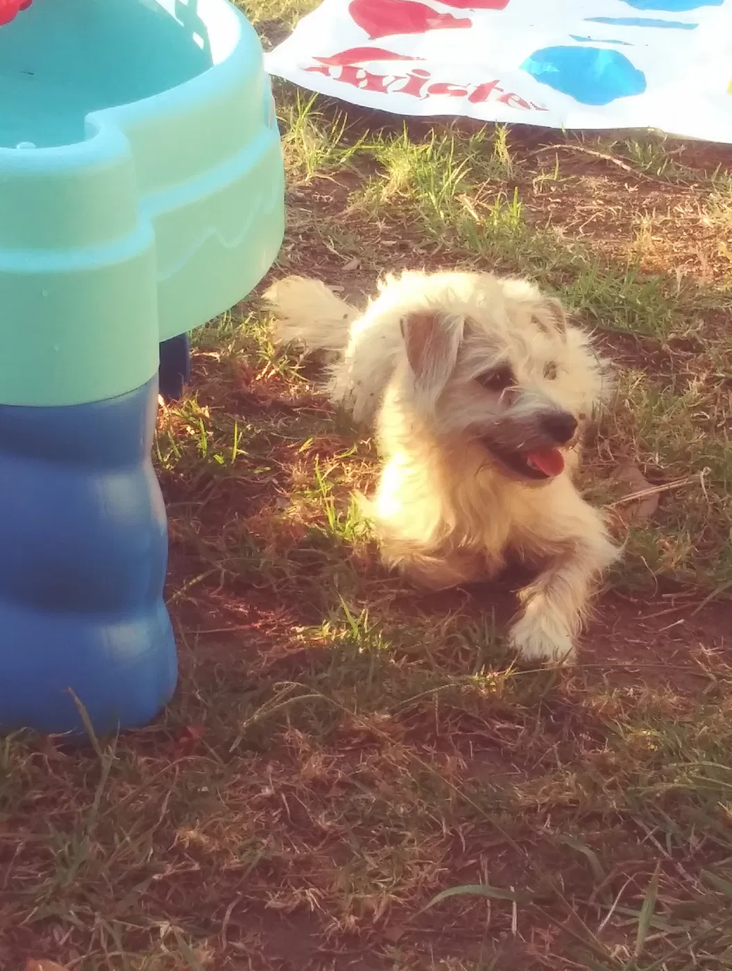 Lost dog in San Diego, CA, 92114