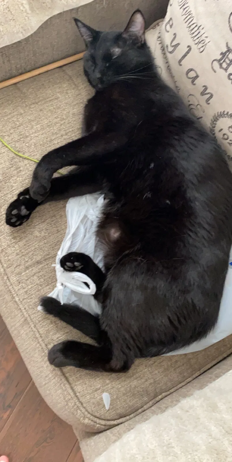 Lost cat in Tucson, AZ, 85742