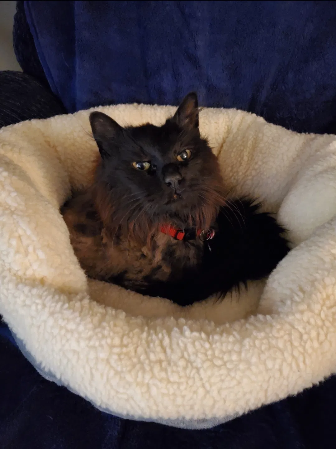 Lost cat in Aurora, CO, 80013