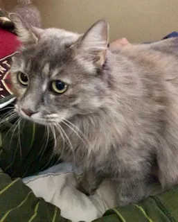Lost cat in Tallahassee, FL, 32303