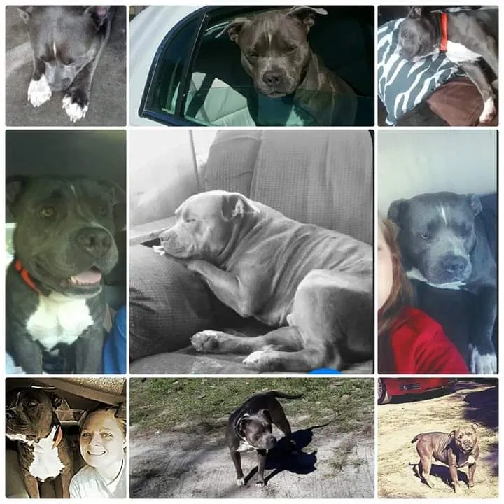 Lost dog in Valdosta, GA, 31601