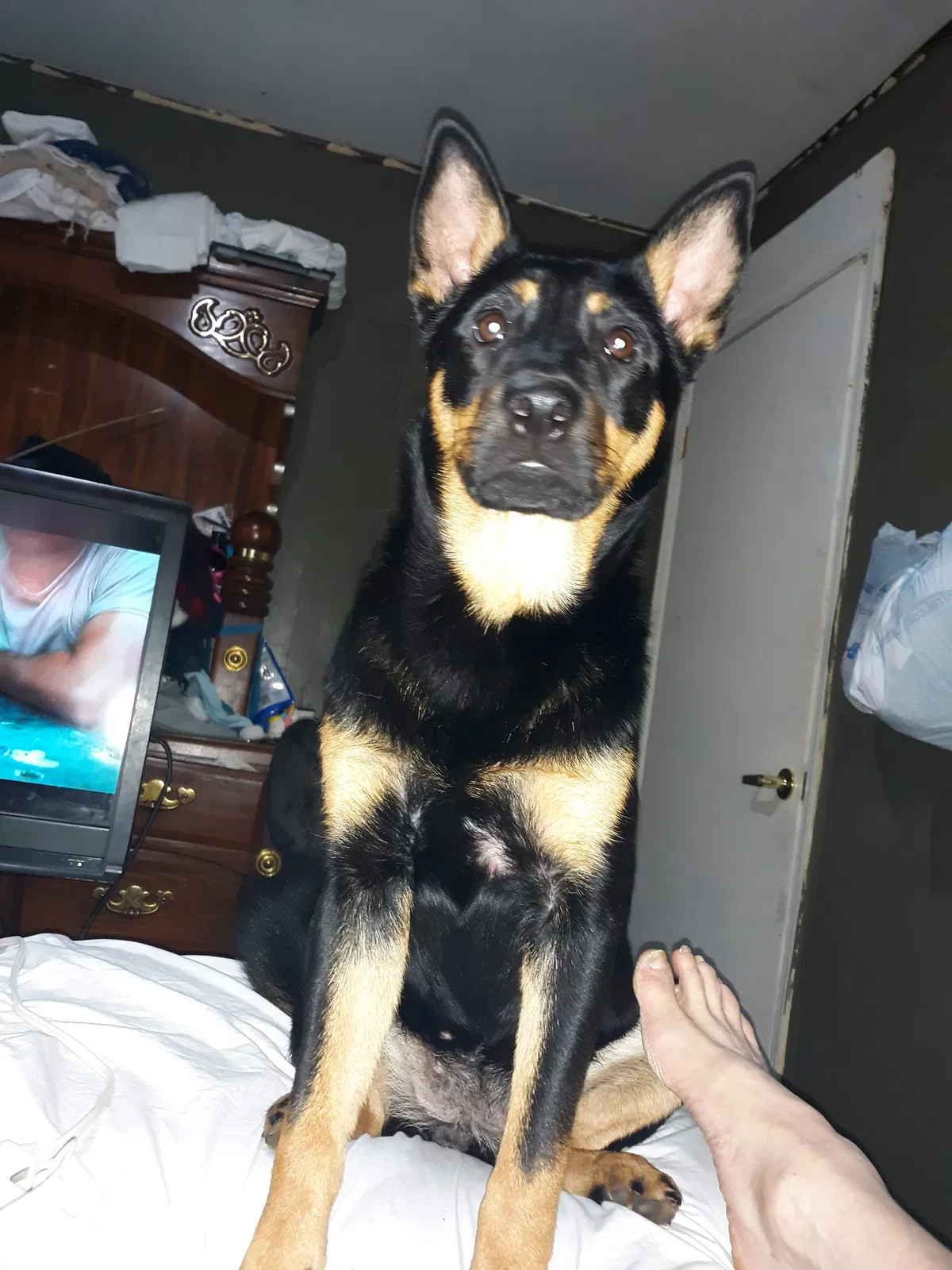 Lost dog in Crossville, AL, 35962