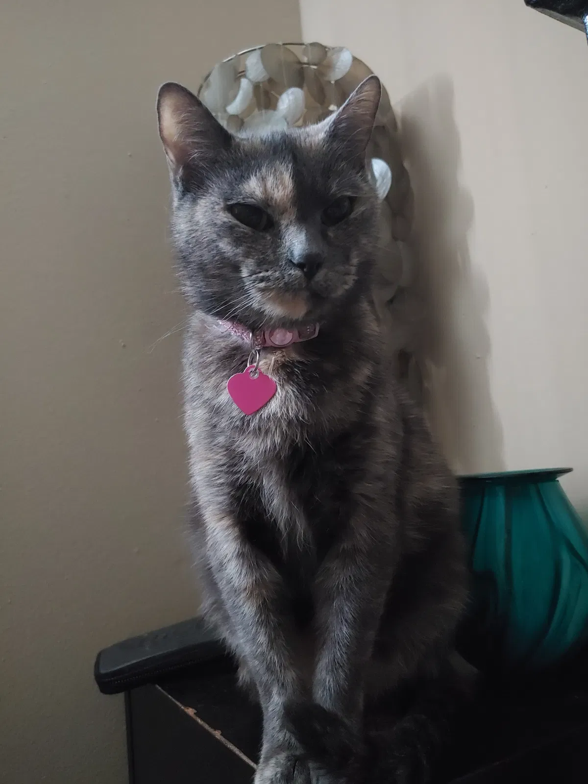 Lost cat in Saint Charles, MO, 63301