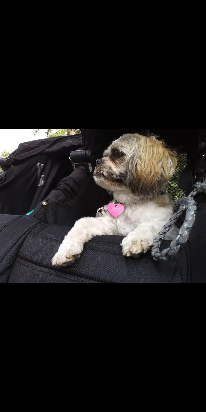 Lost dog in Tulsa, OK, 74145
