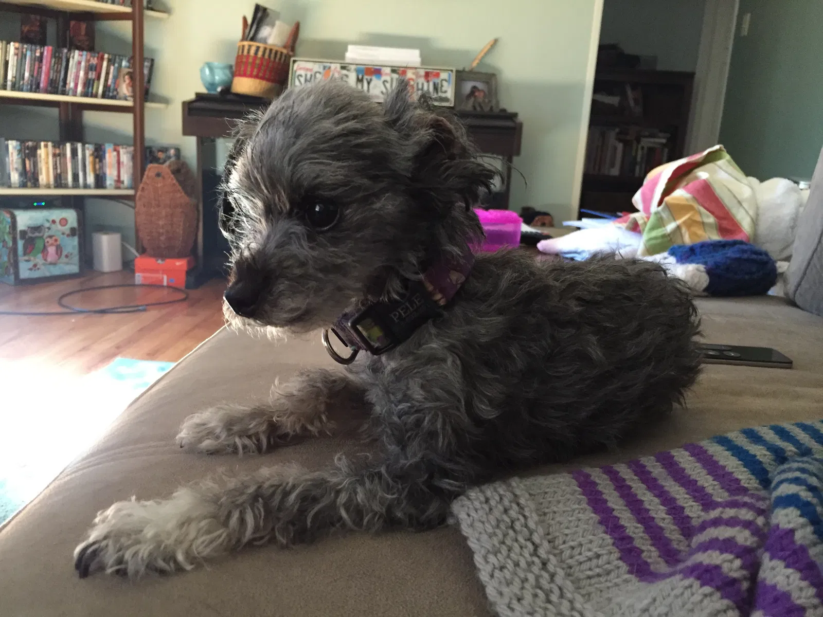 Lost dog in Aurora, CO, 80016