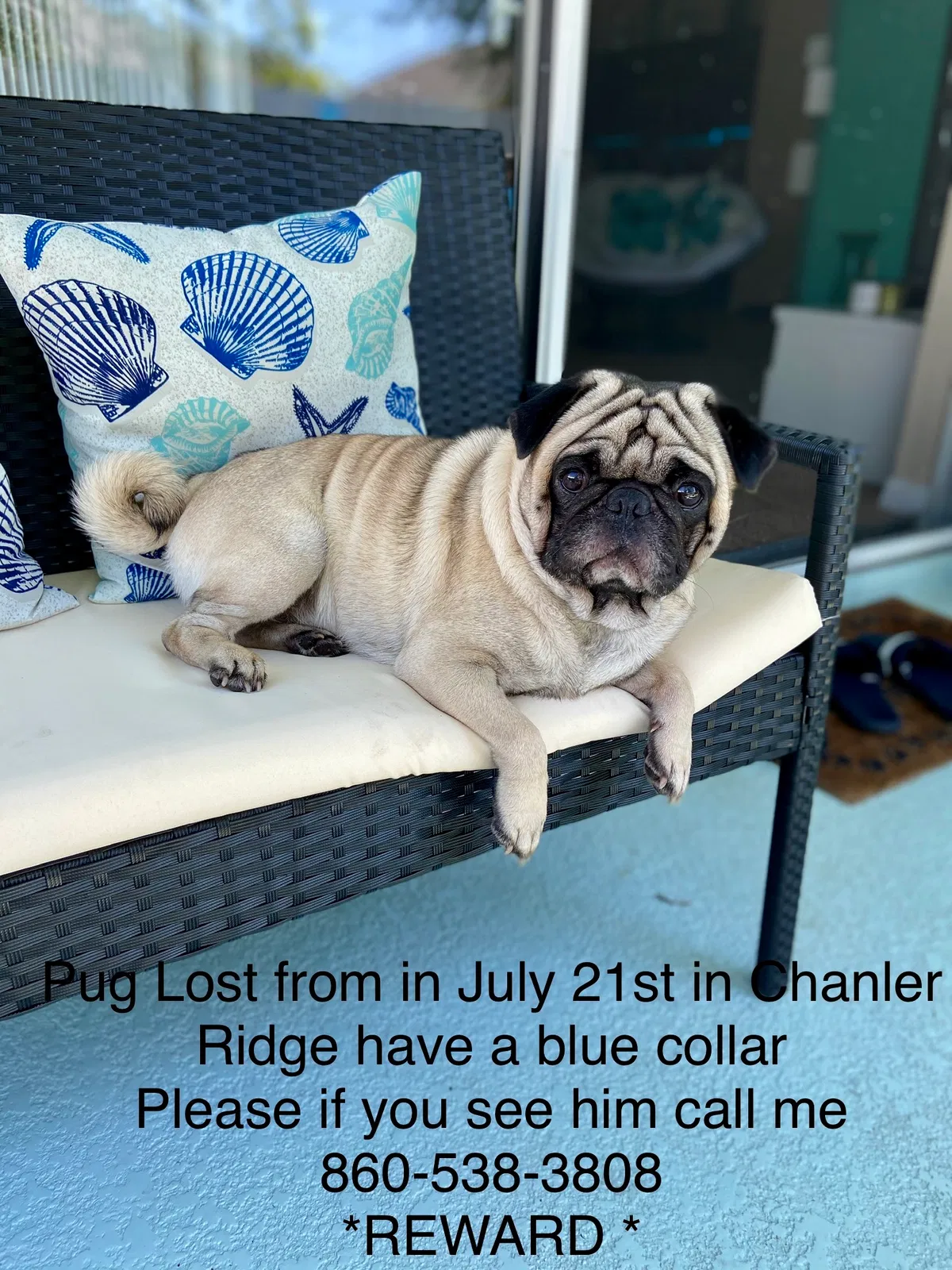 Lost dog in Haines City, FL, 33844