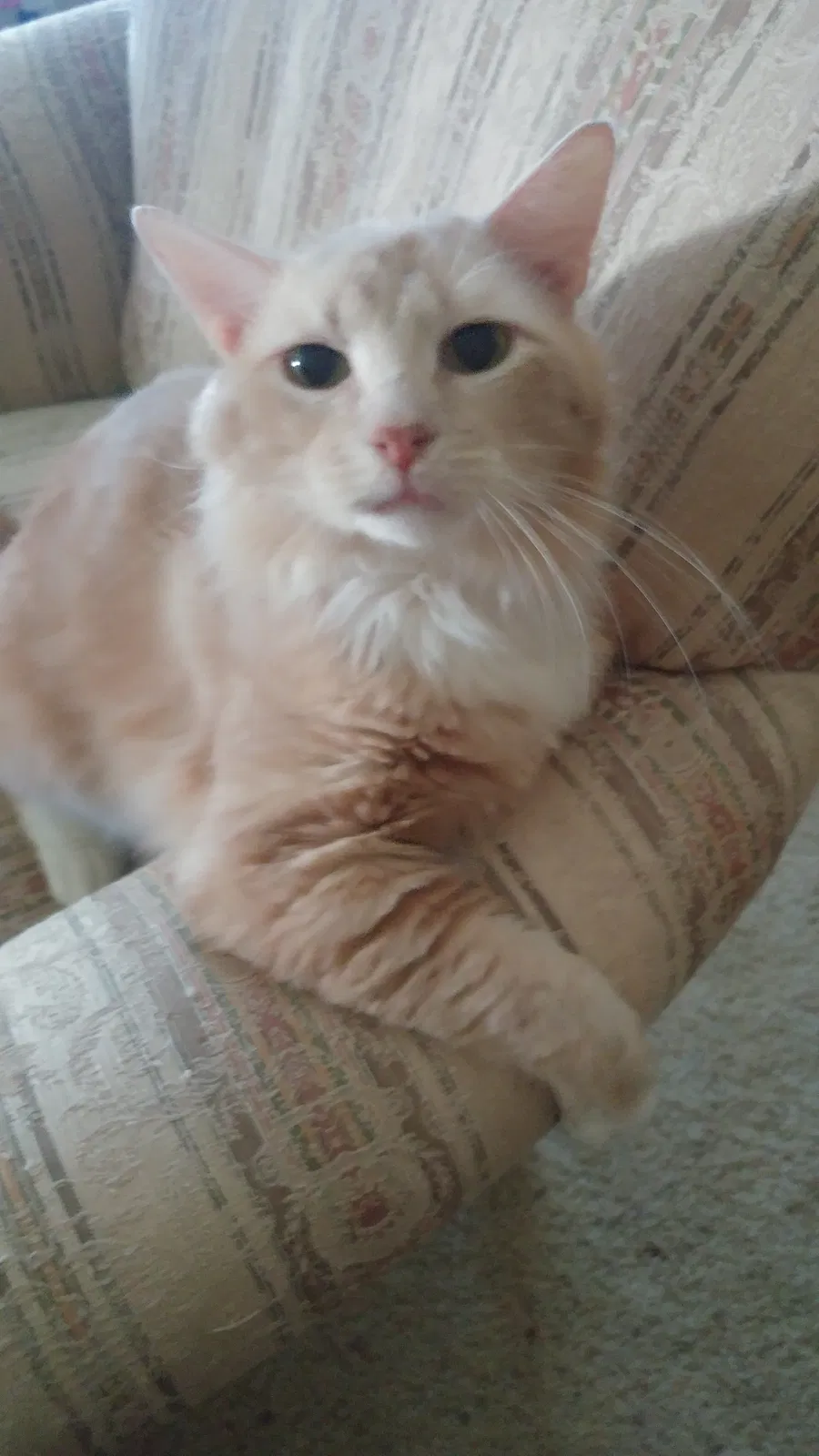 Lost cat in Whitehouse, TX, 75791