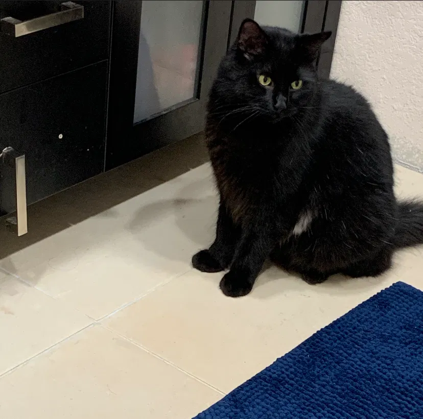 Lost cat in Miami, FL, 33147