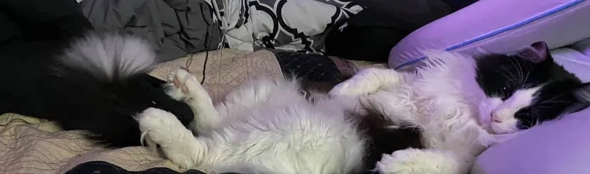 Lost cat in Converse, TX, 78109