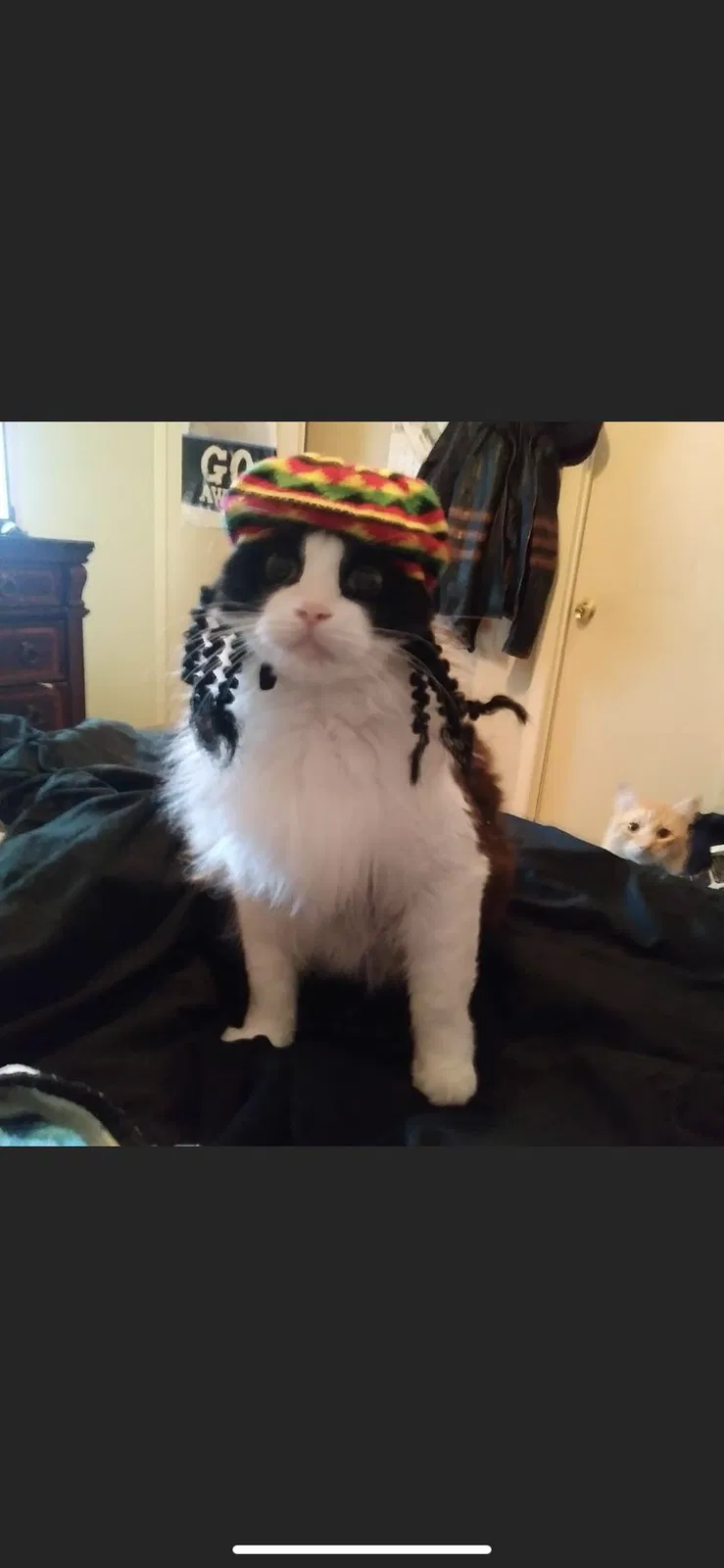 Lost cat in Converse, TX, 78109