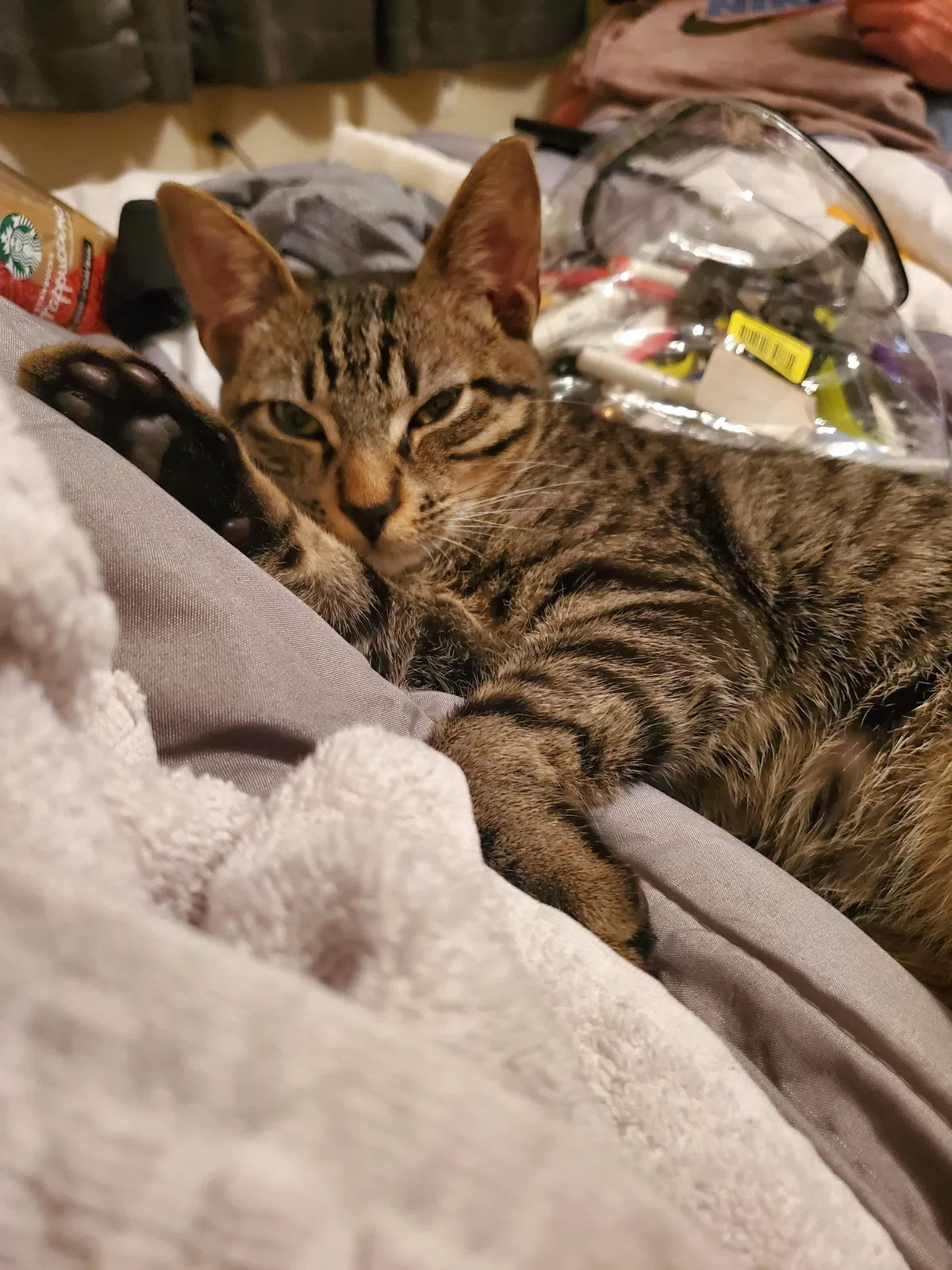 Lost cat in San Antonio, TX, 78230