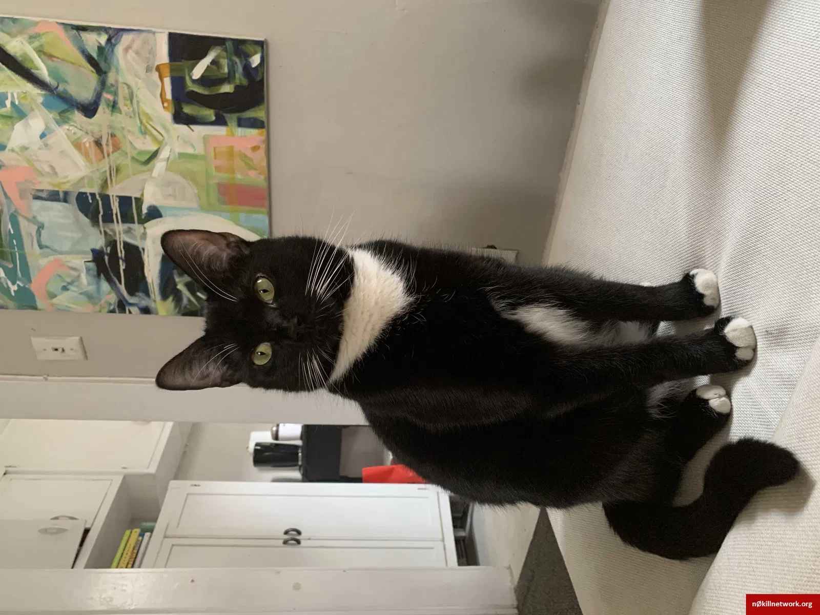 Lost cat in Brighton, MA, 2135