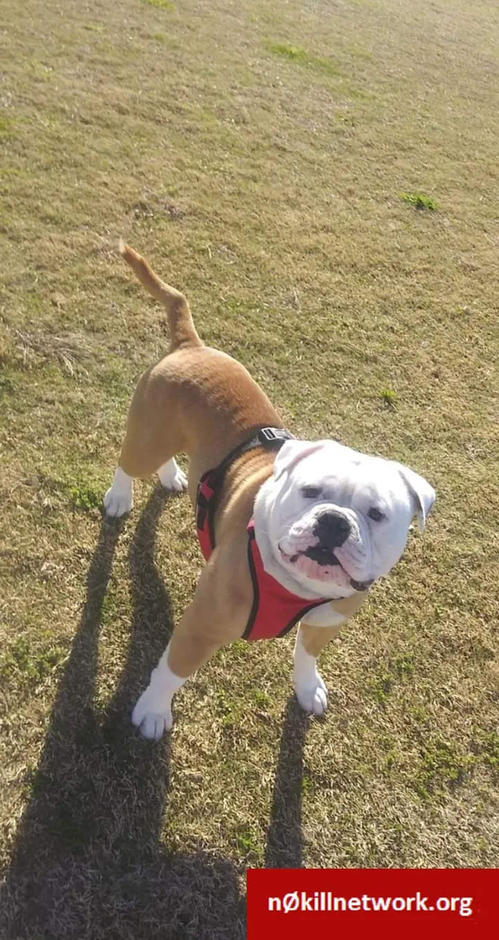 Lost dog in Chesterfield, VA, 23832