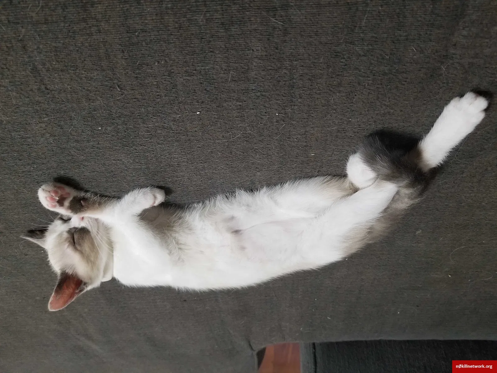 Lost cat in Baytown, TX, 77521