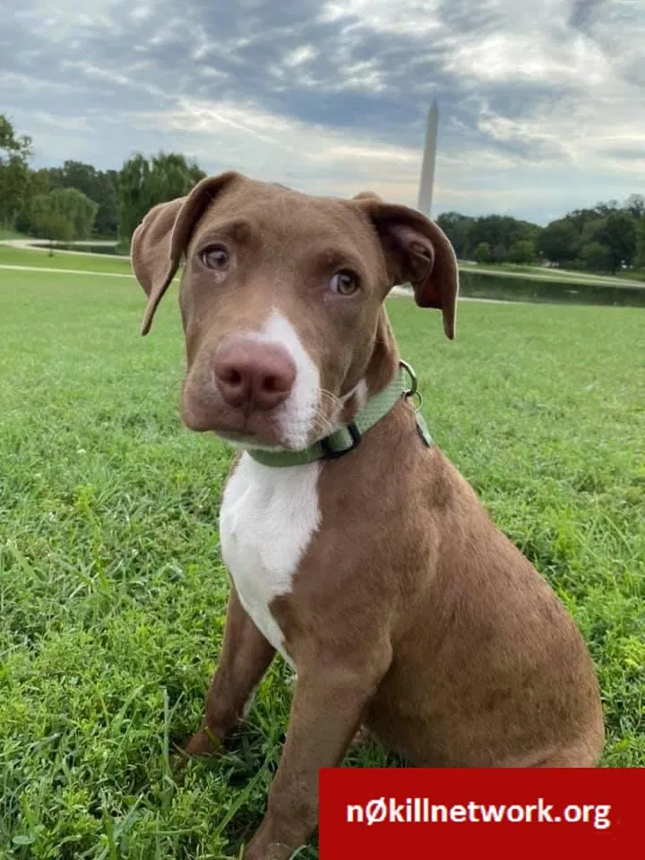 Lost dog in Rockville, MD, 20850