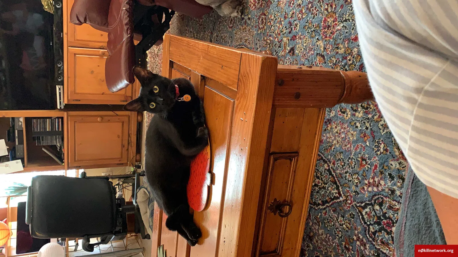 Lost cat in Homestead, FL, 33035