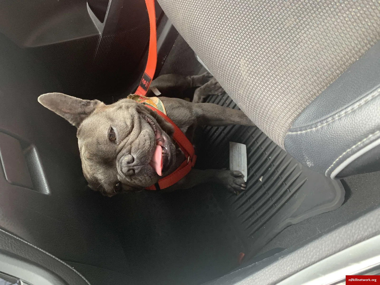 Lost dog in Long Beach, CA, 90810
