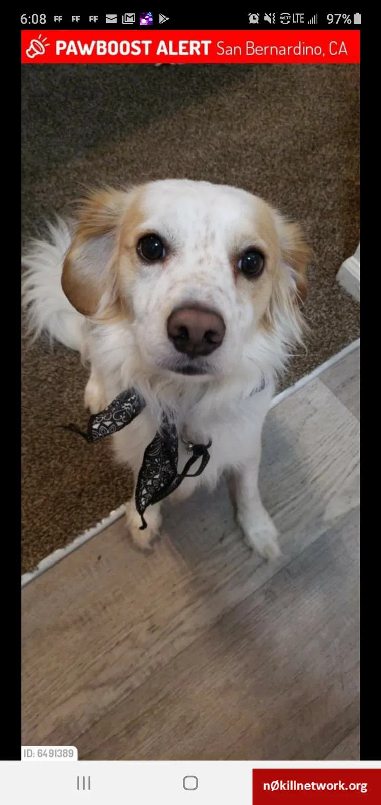 Lost dog in San Bernardino, CA, 92411