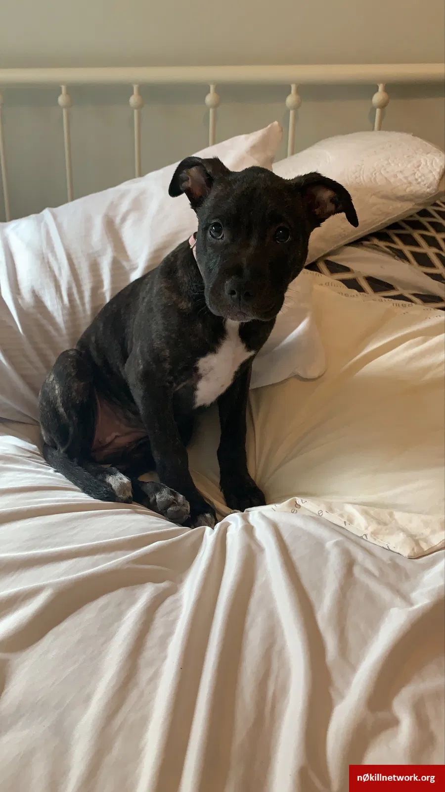 Lost dog in Kannapolis, NC, 28081