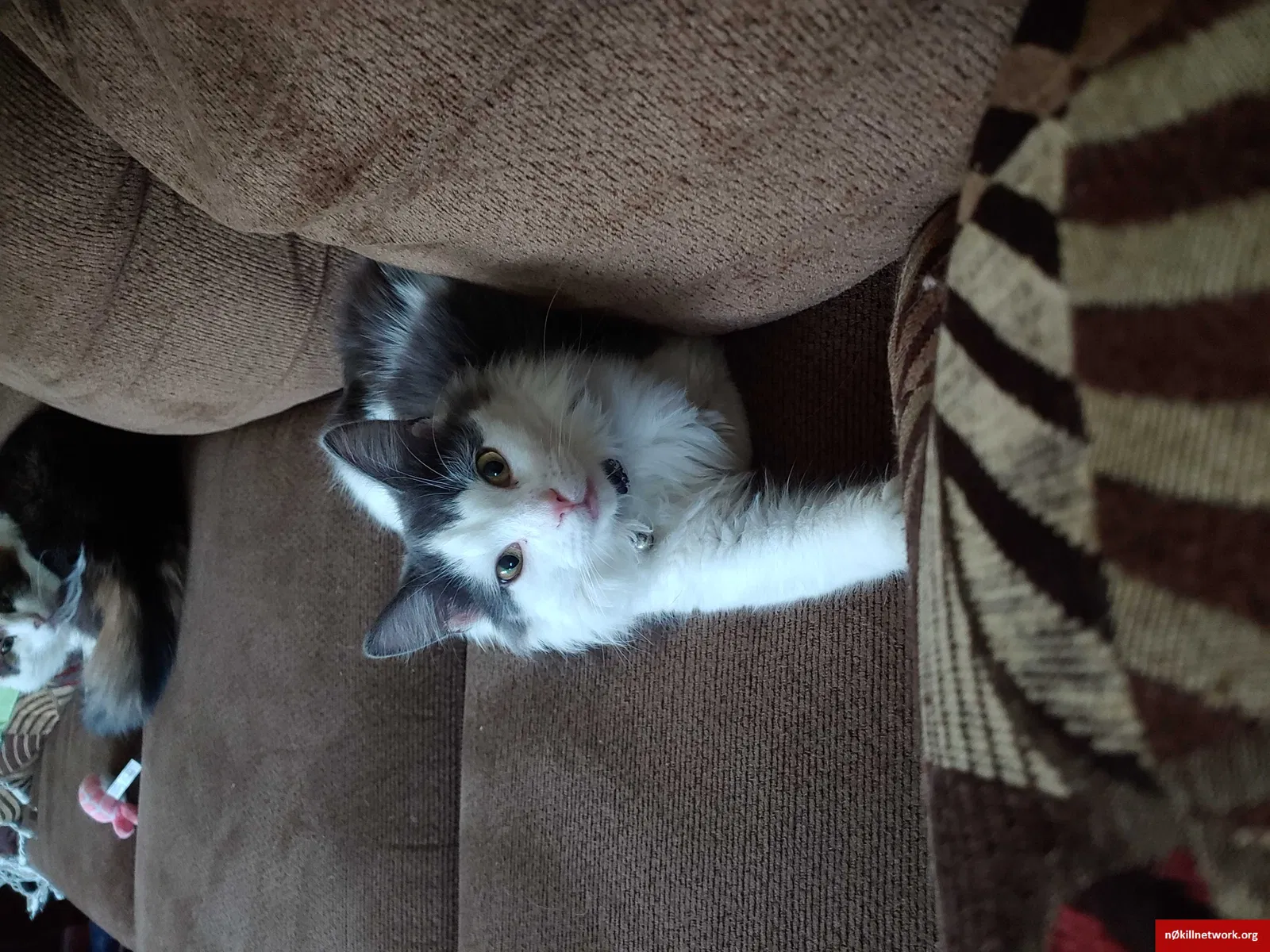 Lost cat in Silver Spring, MD, 20902