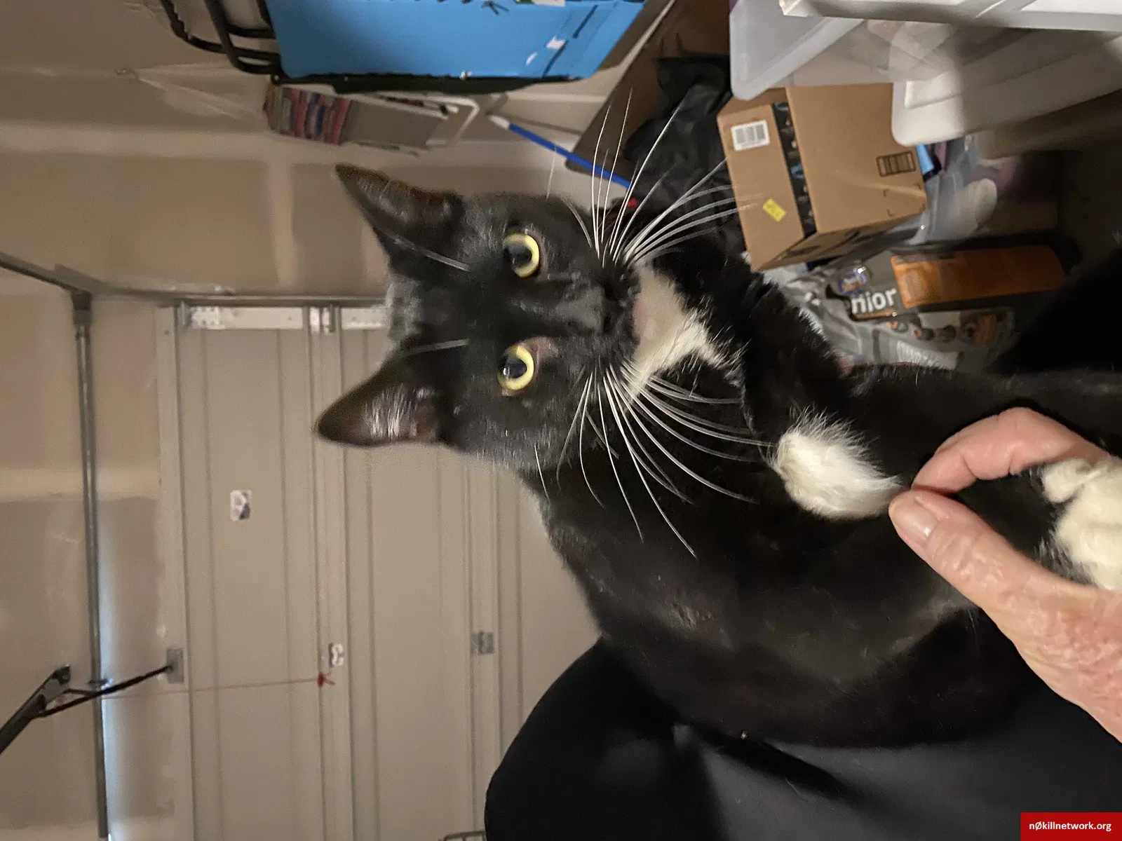 Lost cat in Elk Grove, CA, 95757
