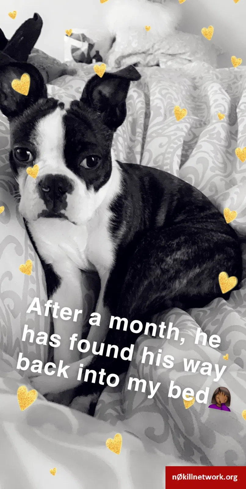 Lost dog in Gulfport, MS, 39503