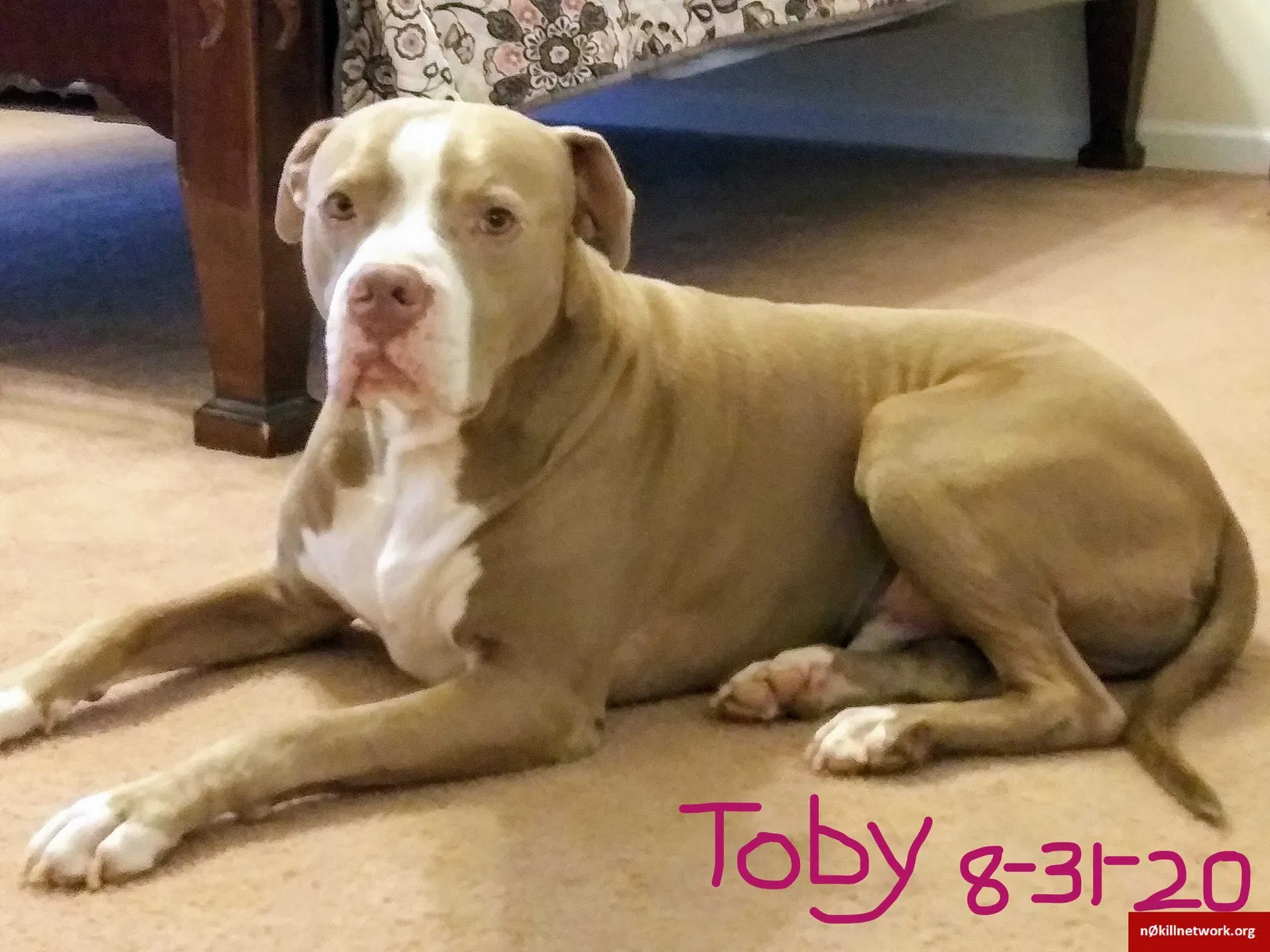 Lost dog in Saint Charles, MO, 63301