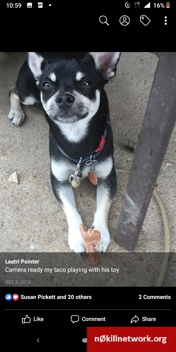 Lost dog in Chattanooga, TN, 37406