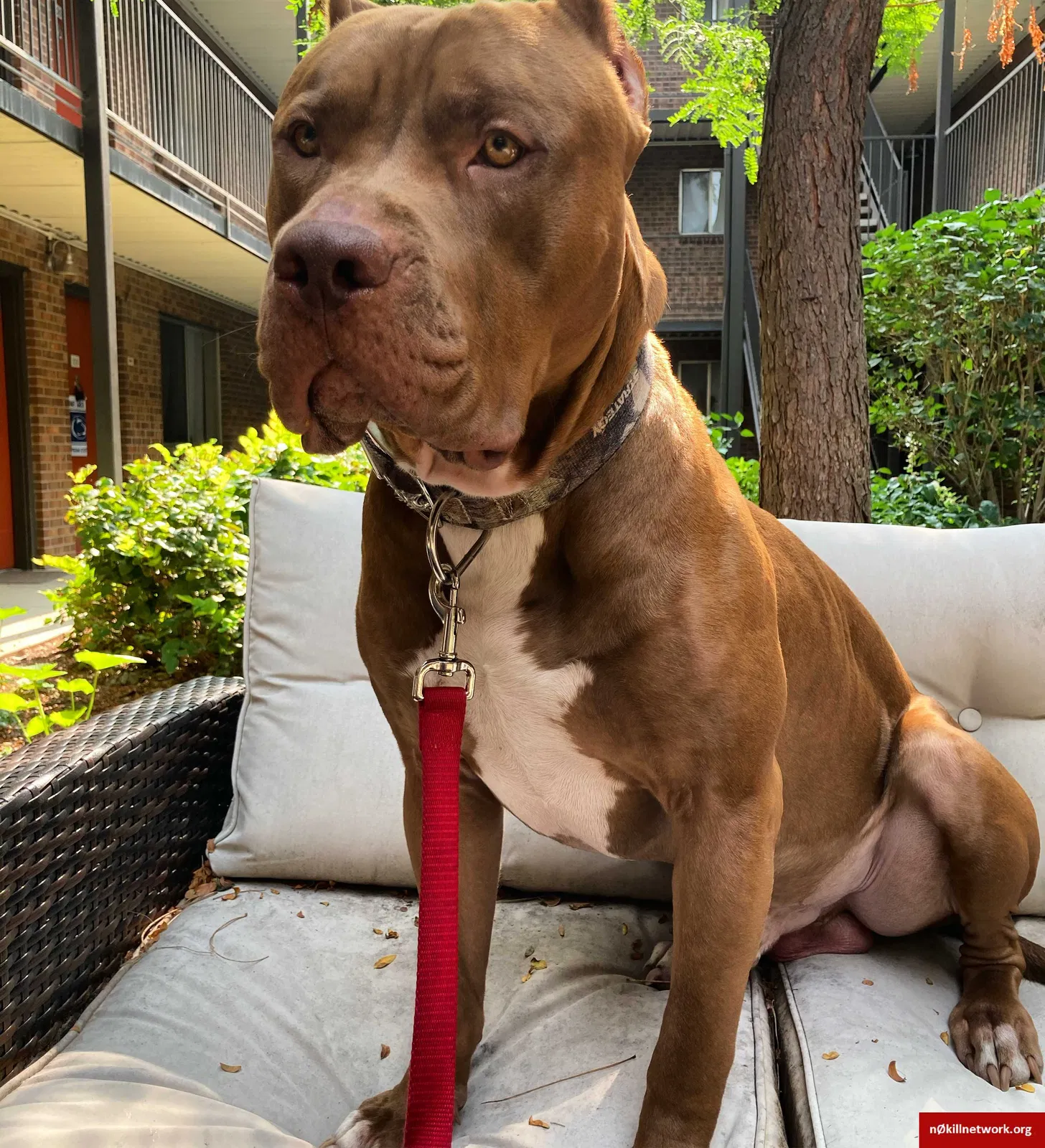 Lost dog in Broomfield, CO, 80020