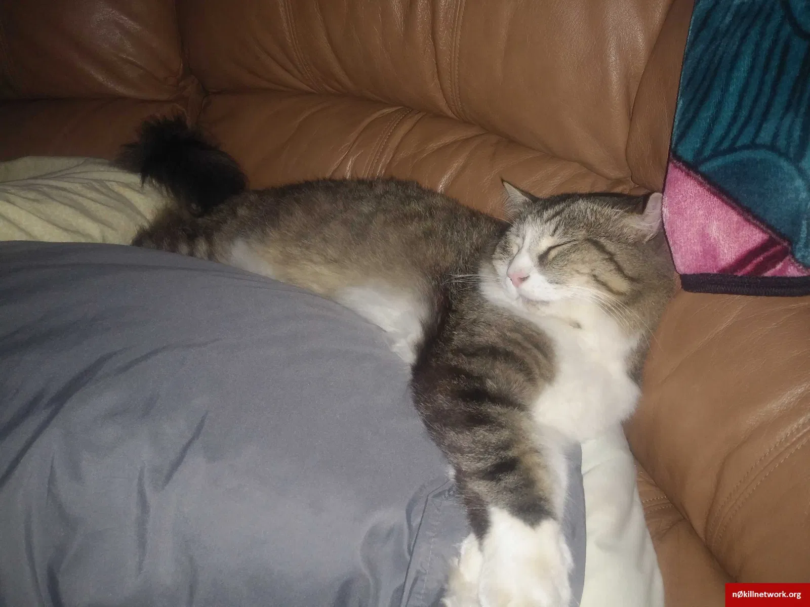 Lost cat in Antelope, CA, 95843