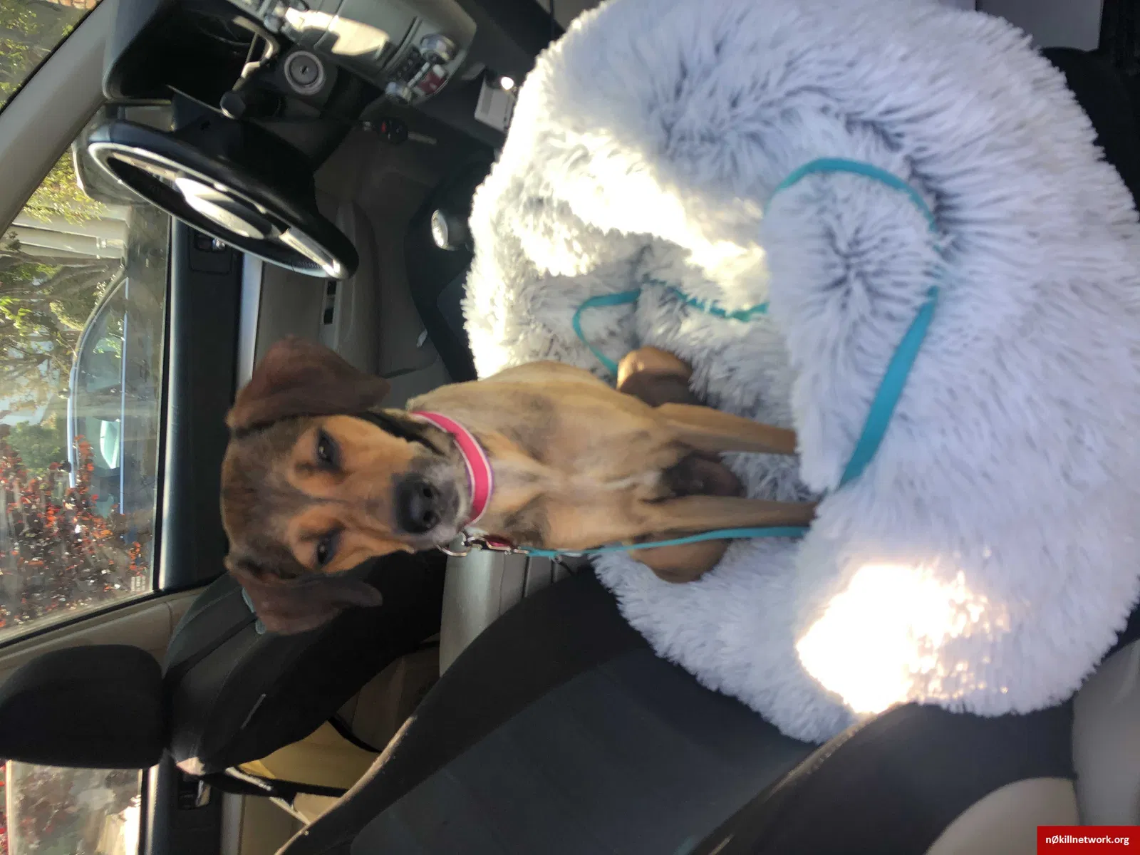 Lost dog in San Diego, CA, 92102